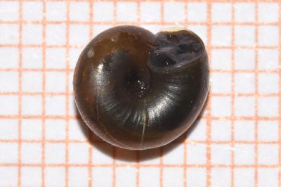 <i>Zonitoides nitidus</i>