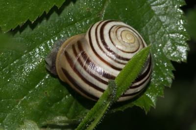 <i>Cepaea nemoralis</i>