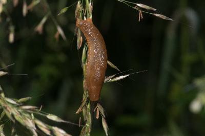 <i>Arion ater rufus</i>