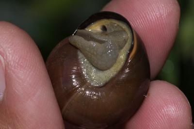 <i>Cepaea nemoralis</i>