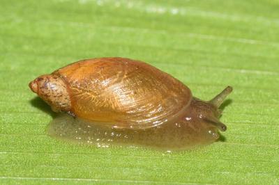 <i>Succinea putris</i>