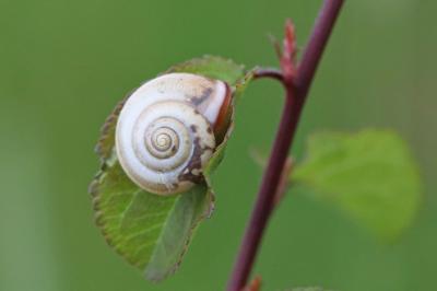 <i>Monacha cartusiana</i>