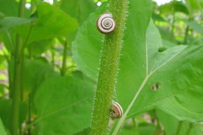 <i>Helicella</i>