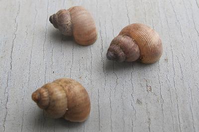 <i>Pomatias elegans</i>