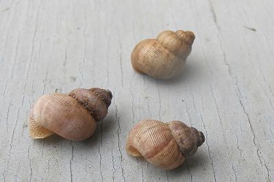 <i>Pomatias elegans</i>