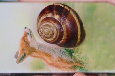 <i>Helix lucorum</i>