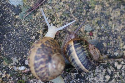 <i>Cornu aspersum</i>