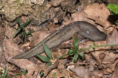 <i>Limax cinereoniger</i>