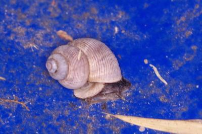 <i>Pomatias elegans</i>