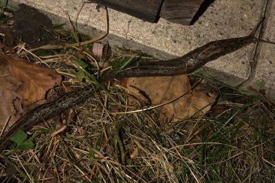 <i>Limax maximus</i>
