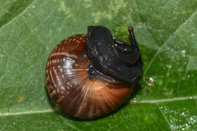 <i>Arianta arbustorum</i>