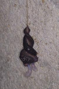 <i>Limax maximus</i>