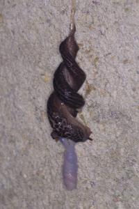 <i>Limax maximus</i>