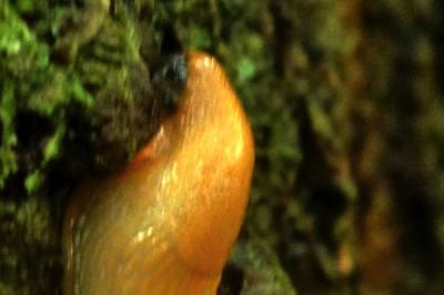 <i>Malacolimax tenellus</i>