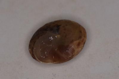 <i>Hygromia limbata</i>