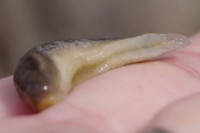 <i>Lehmannia marginata</i>