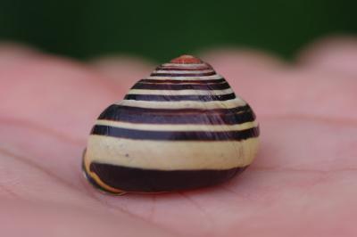 <i>Cepaea nemoralis</i>