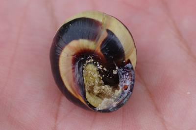 <i>Cepaea nemoralis</i>