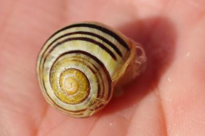<i>Cepaea hortensis</i>