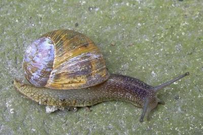 <i>Cornu aspersum</i>