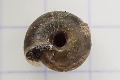 <i>Trochulus hispidus</i>