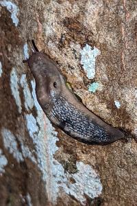 <i>Lehmannia marginata</i>