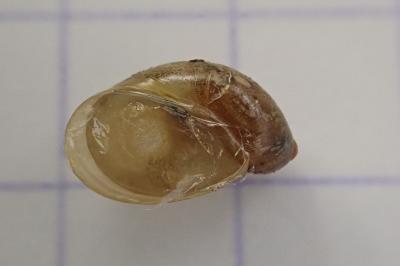 <i>Succinea putris</i>