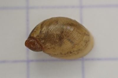 <i>Succinea putris</i>