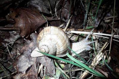 <i>Helix pomatia</i>