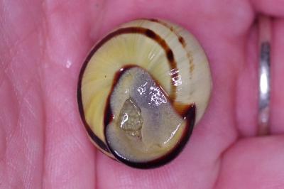 <i>Cepaea nemoralis</i>