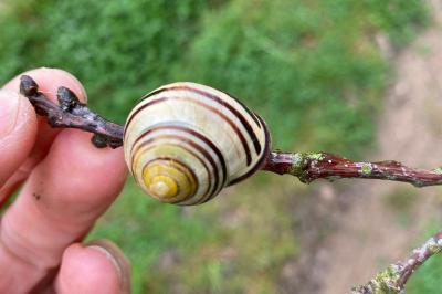 <i>Cepaea nemoralis</i>