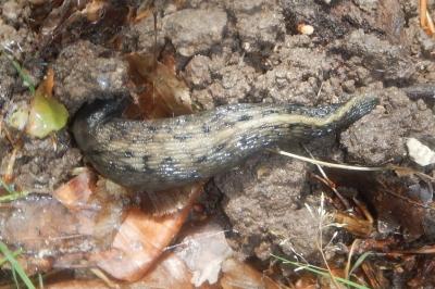 <i>Limax cinereoniger</i>