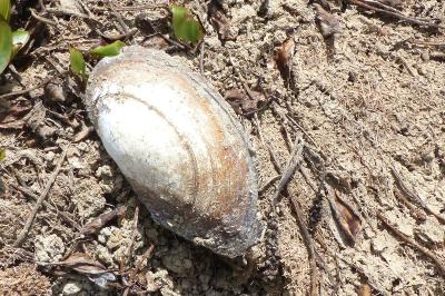 <i>Anodonta cygnea</i>