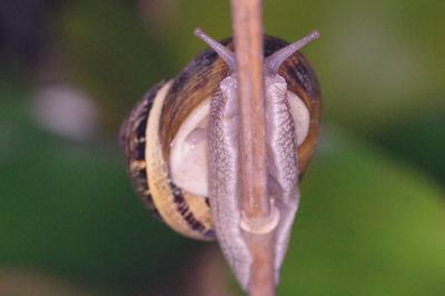 <i>Cornu aspersum</i>
