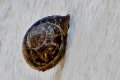 <i>Cornu aspersum</i>