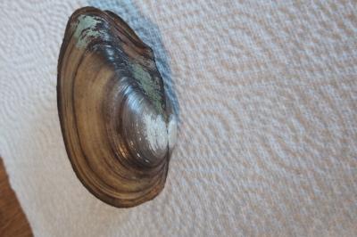 <i>Potomida littoralis</i>