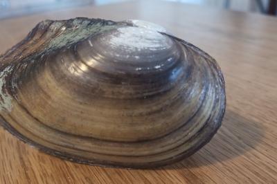 <i>Potomida littoralis</i>