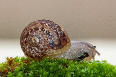 <i>Cornu aspersum</i>
