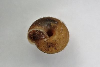 <i>Trochulus hispidus</i>