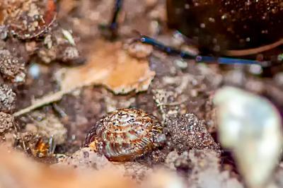 <i>Gonyodiscus rotundatus</i>