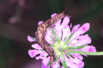 <i>Deroceras reticulatum</i>
