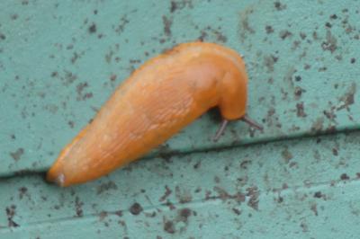 <i>Arion ater rufus</i>