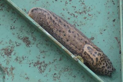 <i>Limax maximus</i>