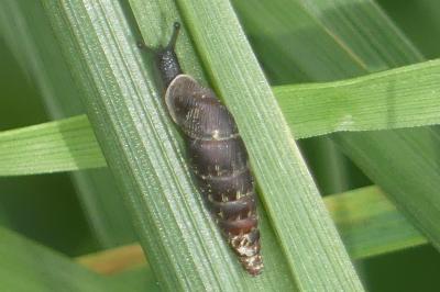 <i>Clausilia bidentata</i>