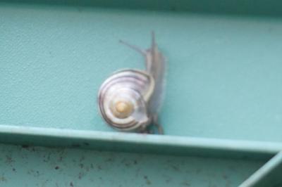 <i>Cepaea hortensis</i>