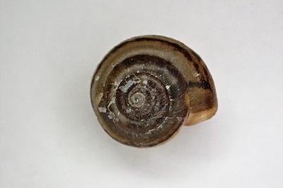 <i>Monacha cartusiana</i>