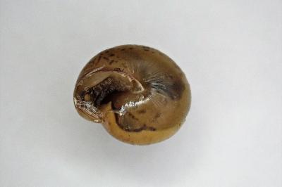 <i>Monacha cartusiana</i>