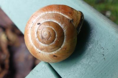 <i>Cepaea nemoralis</i>