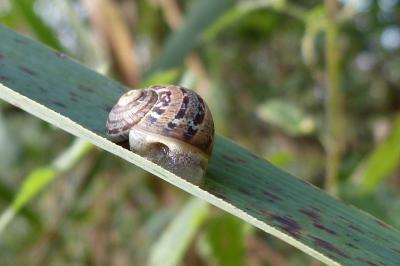 <i>Cornu aspersum</i>