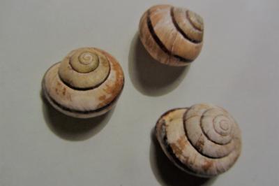 <i>Cepaea nemoralis</i>